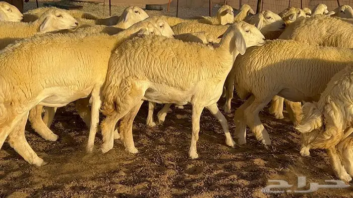 رخال صنف معرفه نادره 11