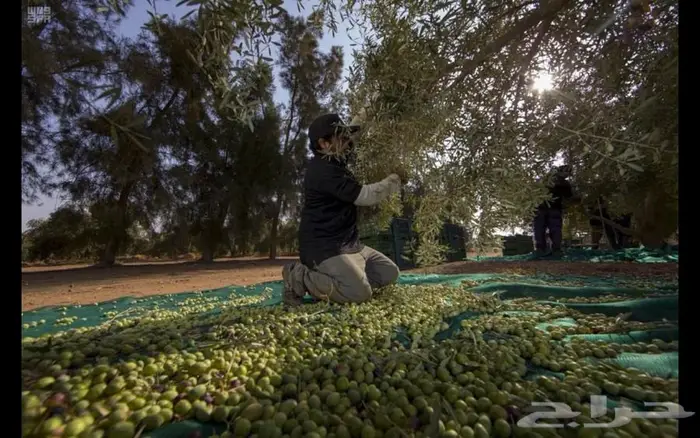 اول عصرة زيت زيتون الجوف 0