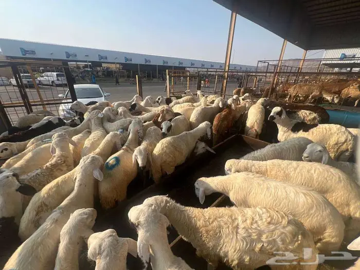 ذبائح تبدأ من 730 شامل الذبح و التوصيل لباب البيت 12