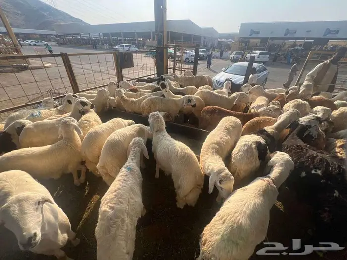 ذبائح تبدأ من 730 شامل الذبح و التوصيل لباب البيت 5
