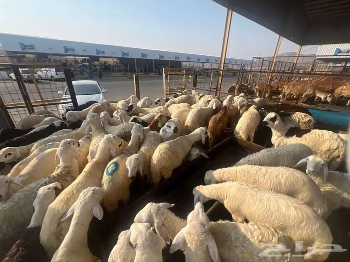 ذبائح تبدأ من 730 شامل الذبح و التوصيل لباب البيت 13