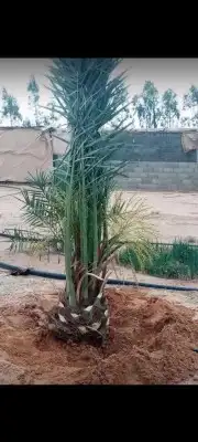 نخيل باجميع أنواعه ومقاساته جده مكه الطايف يشمل التوصيل 4