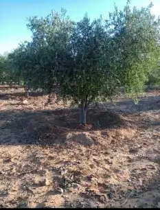 نحن نقوم بتوريد وتركيب جميع انواع الشبوك مزارع كسرات ملاعب ت 0