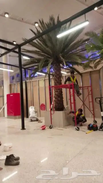 شجر شغل نت نرات تخم ل وتنظ ل   نظاف   انا ابغا شغل 4