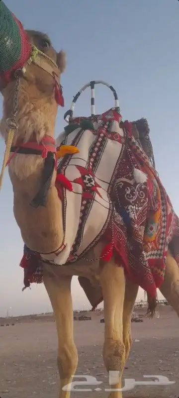 اجار دبابات خيول سياسي حنطور وجمال 1