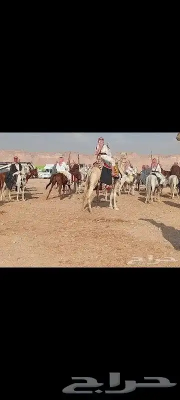 اجار دبابات خيول سياسي حنطور وجمال 4