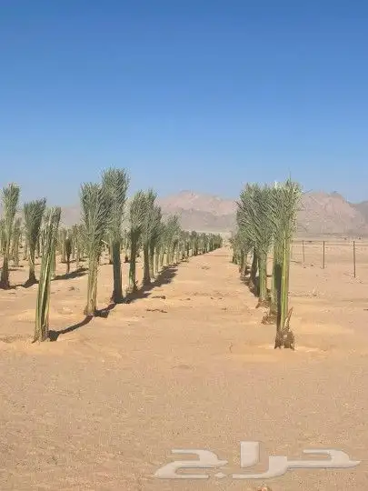 نخل نخيل 2