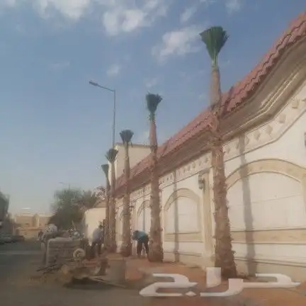 للبيع نخل واشنطن 1