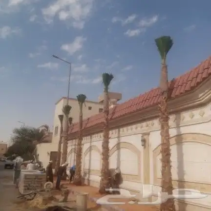 للبيع نخل واشنطن 5