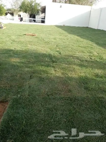 نقوم بزراعة الثيل وزراعة الحدائق 2