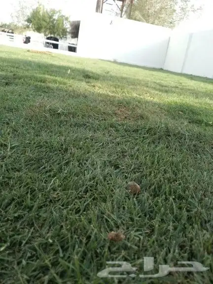 نقوم بزراعة الثيل وزراعة الحدائق 1