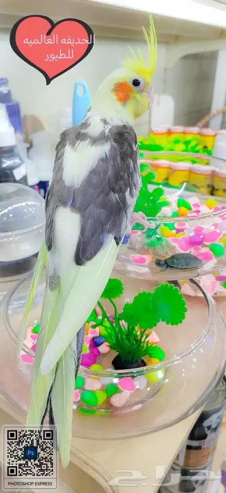 فرخ ببغاء كروان اليف مفطوم 0