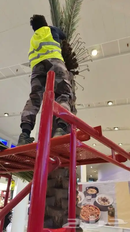 شجر شغل نت نرات تخم ل وتنظ ل   نظاف   انا ابغا شغل 8