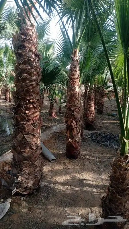 نخل وشنطونيا لزينت القصور والفلل والاستراحات والبيوت 6