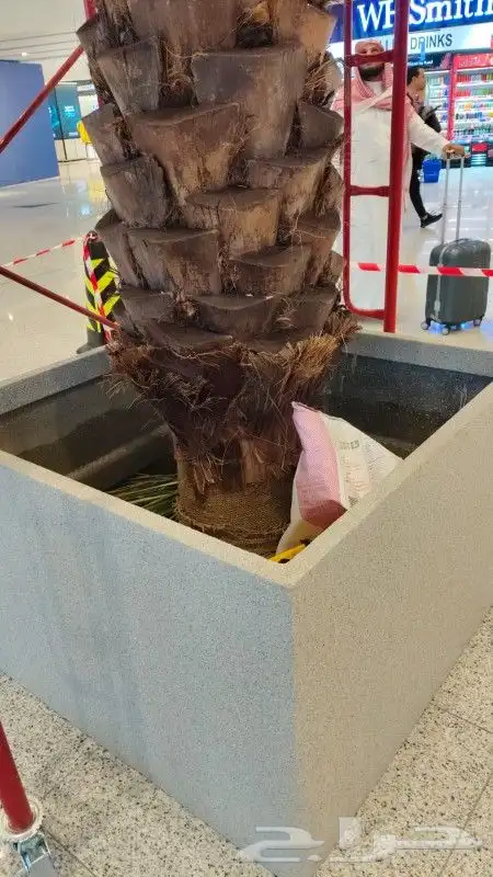 شجر شغل نت نرات تخم ل وتنظ ل   نظاف   انا ابغا شغل 6