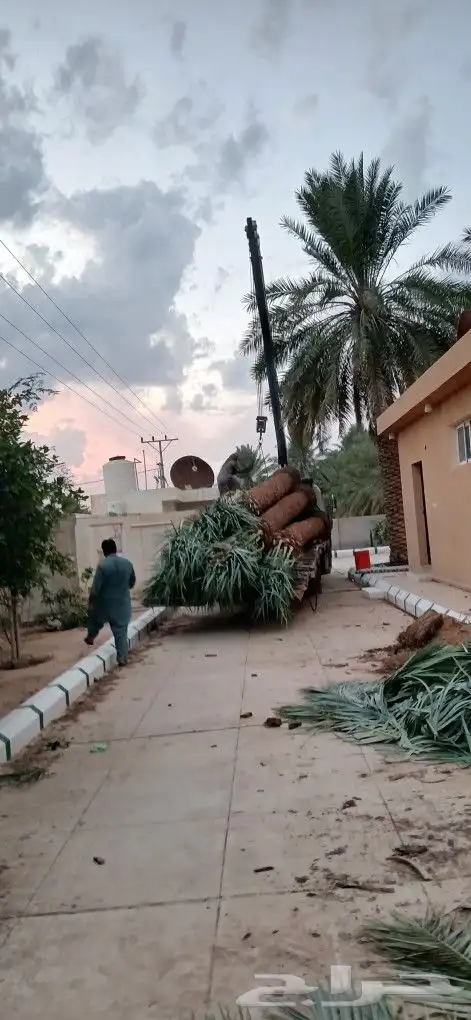 نخل للبيع 6
