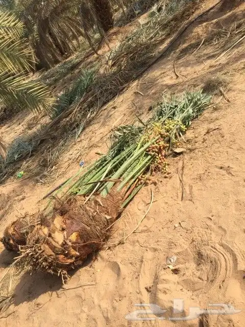 نخل نخيل 3