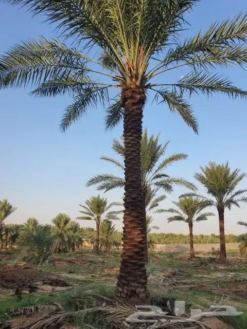 نخل للبيع 4
