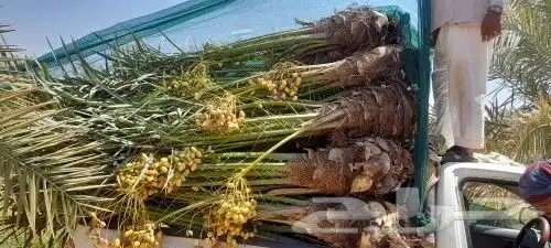 نخيل باجميع أنواعه ومقاساته جده مكه الطايف يشمل التوصيل 0