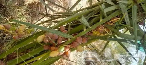 نخيل باجميع أنواعه ومقاساته جده مكه الطايف يشمل التوصيل 1