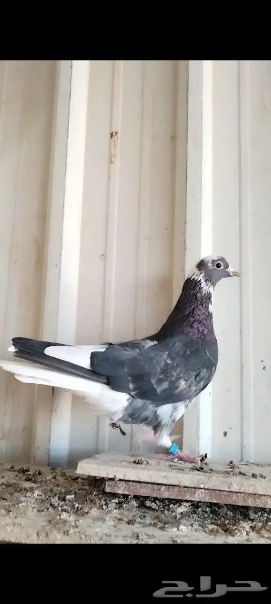 ذكر قطيفي هجرسي مطير 1