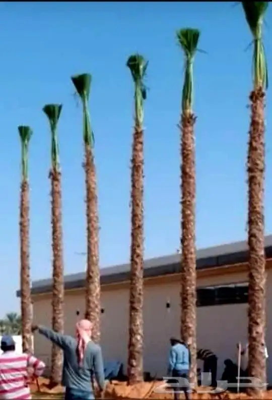 نخل واشنطن ونخل عربي معا التوصيل والغرس 0