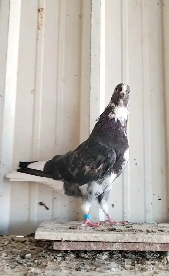 ذكر قطيفي هجرسي مطير 2