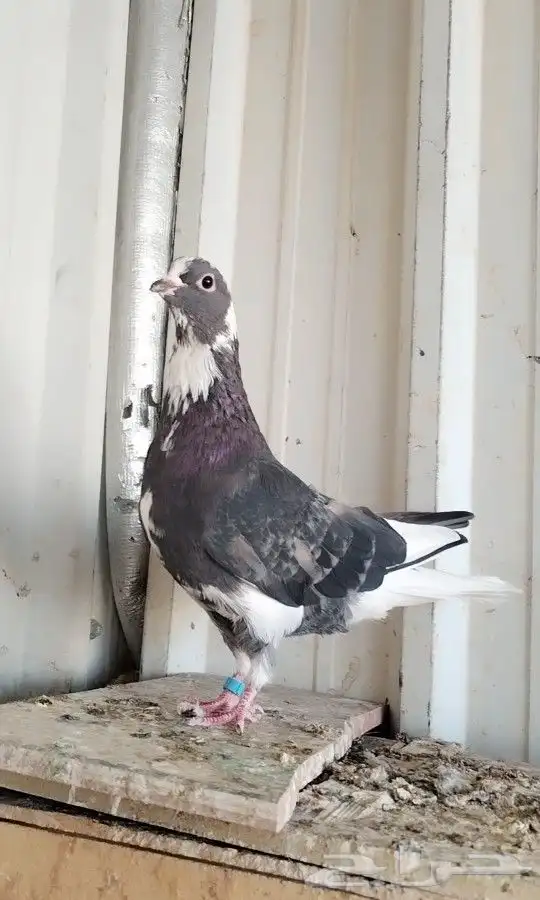 ذكر قطيفي هجرسي مطير 0