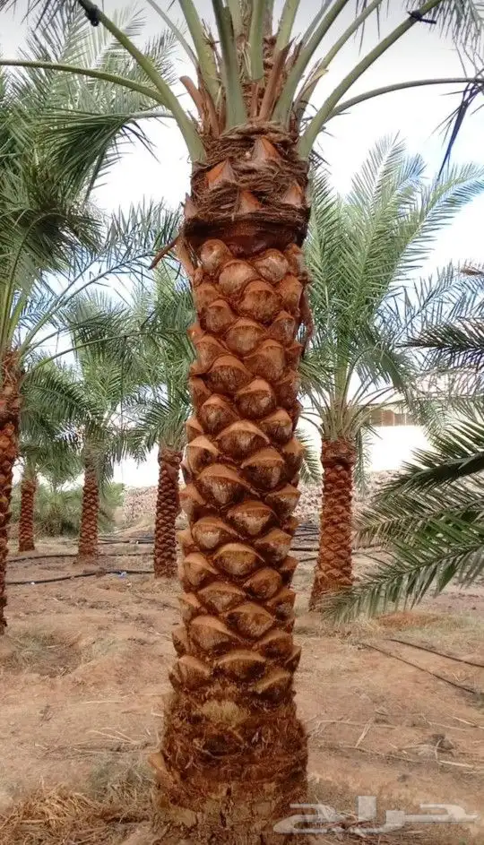 نخل واشنطن ونخل عربي معا التوصيل والغرس 3