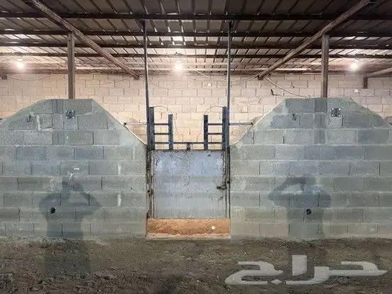 ايوا خيل بأسعار منافسة 9