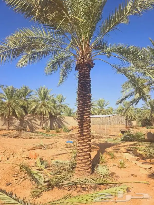 نخل للبيع 2