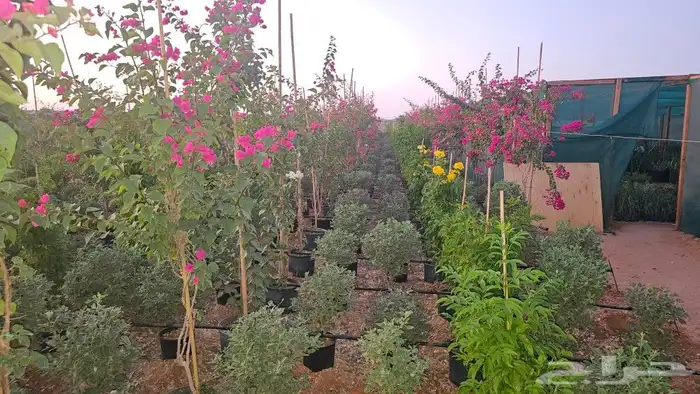 شتلات و ديكورات زراعية 0