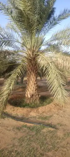 يوجد لدينا جميع انواع انخل وجميع انواع الحمضيات والبرتقال وا 2