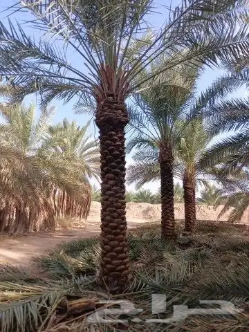 نخل للبيع جميع النواع انخل العربي والوشنطني جميع المقاسات 3