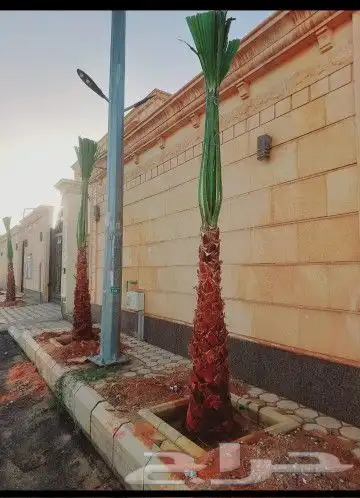 نخل للبيع جميع النواع انخل العربي والوشنطني جميع المقاسات 1