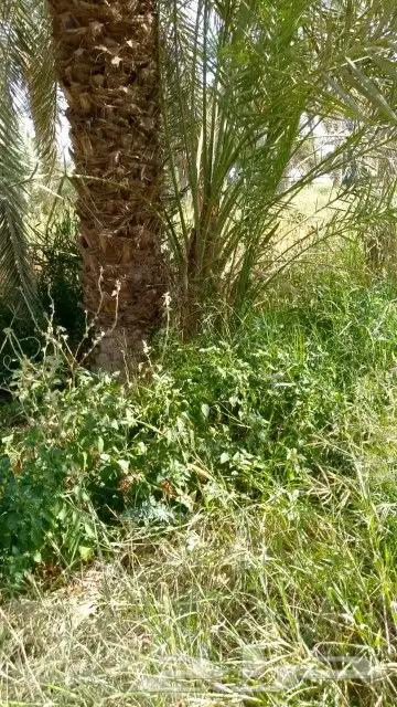 نخل للبيع تبوك 1