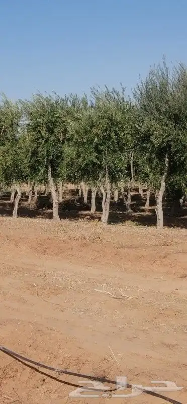 اشجار زيتون للبيع 5