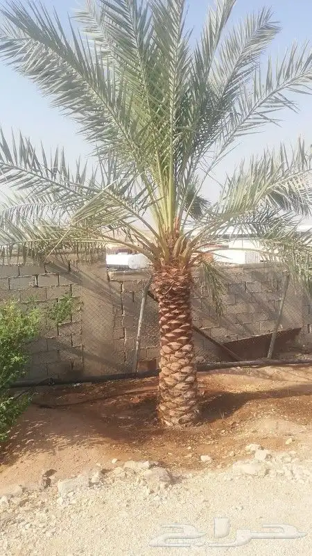 يوجد لدينا جميع انواع انخل وجميع انواع الحمضيات والبرتقال وا 1