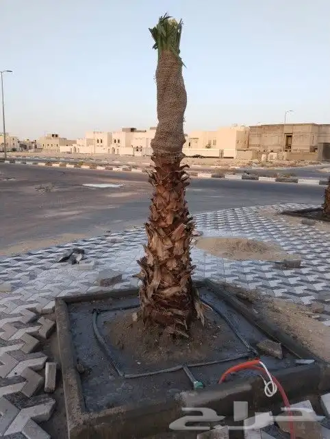 زراعه واشطني وتنضيف الواشنطني 8