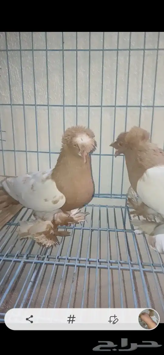 حمام نجفي تم البيع 2