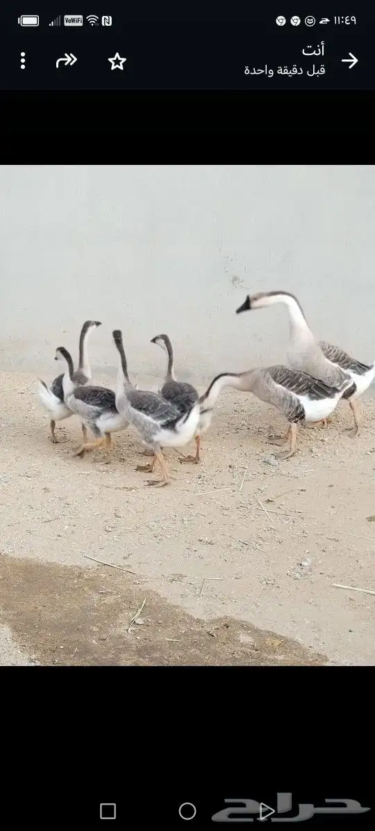جوز وز عراقي اصيل الكوبرا للبيع 3