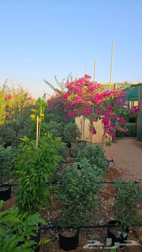 شتلات و ديكورات زراعية 2