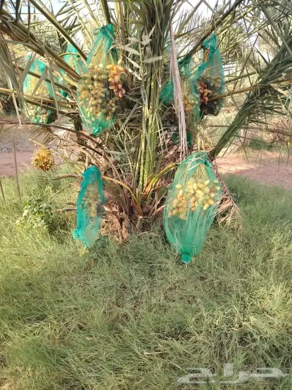 نخل للبيع تبوك 8