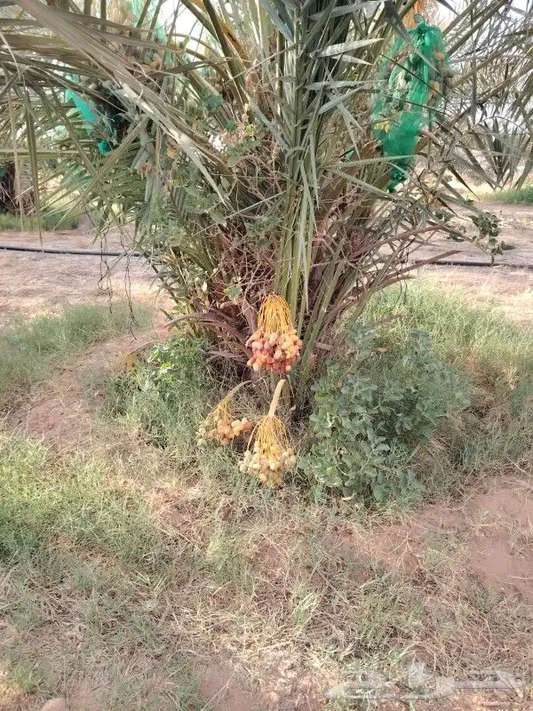 نخل للبيع تبوك 9
