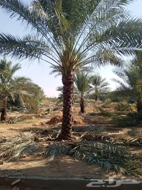 نحن نقوم بتوريد تركيب جميع انواع اشبوك وقسم خاص عرس نخيل 7