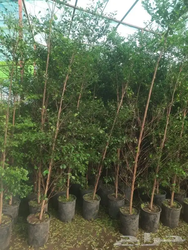 مشتل تنسيق حدائق 7