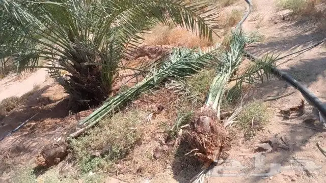 نخل للبيع تبوك 3