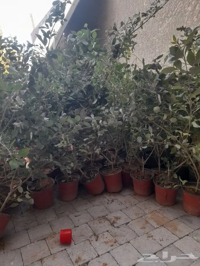 مشتل تنسيق حدائق 4