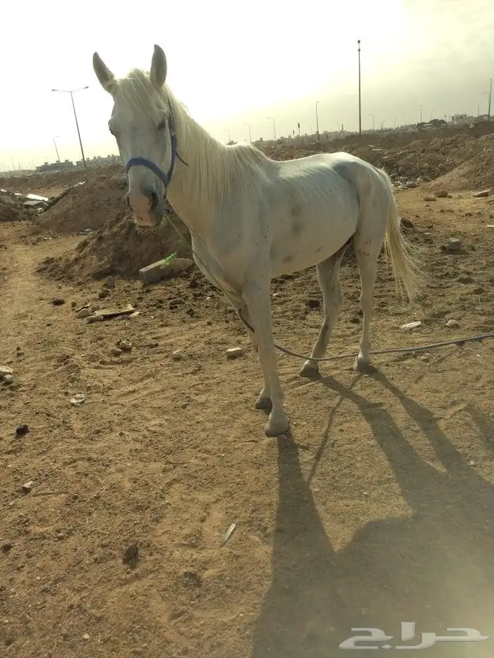 يوجد اجار وطلعات داخل وخارج الرياض 0