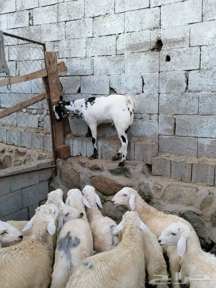 ذبايح حري وتيوس عوارض وجنوبيه وسواكني مع امكانيه الذبح وتوصي 5